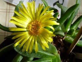 Glottiphyllum-longum