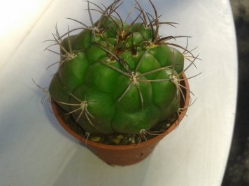 Gymnocalycium Saglionis