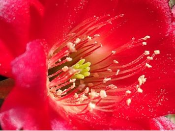 Echinopsis hertrichiana zoom