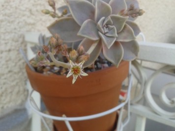 Graptopetalum paraguayense