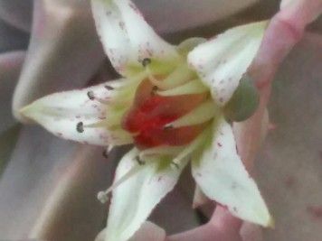 Graptopetalum paraguayense