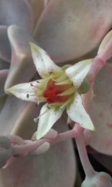 Graptopetalum paraguayense