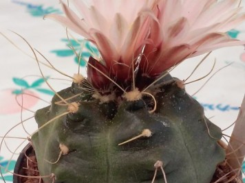 Echinocereus knippelianus v kruegeri