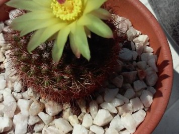 Parodia werdermanniana