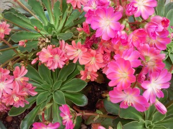 lewisia