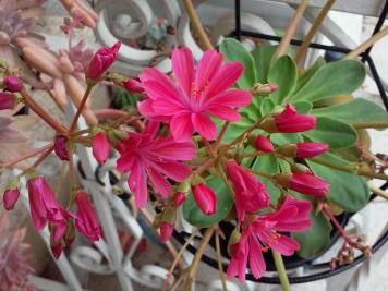 lewisia