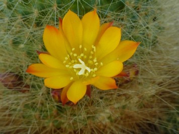 Rebutia marsoneri