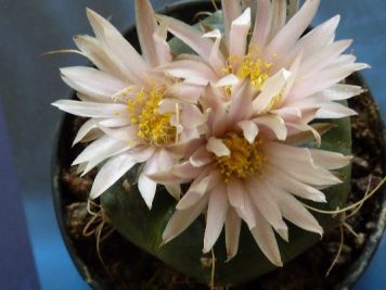 Echinocereus knippelianus v krueger