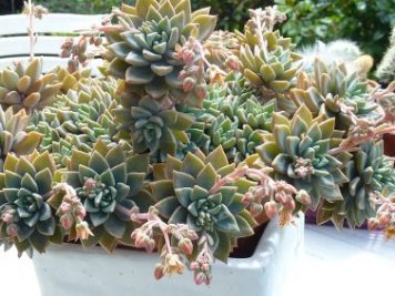 Graptoveria PGF 13