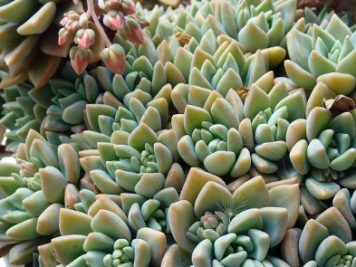 Graptoveria PGF 13