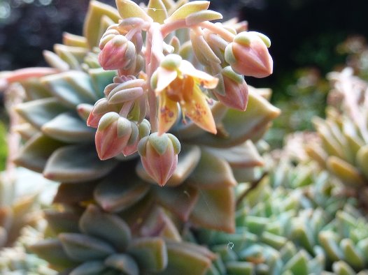 Graptoveria PGF13