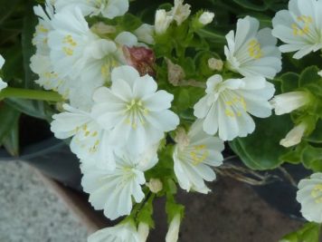 2019-04-23 lewisia