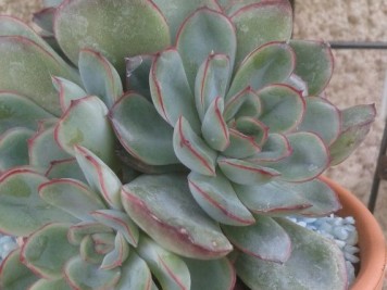 Echeveria pulidonis