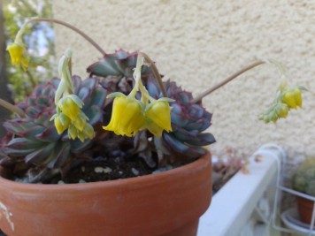 Echeveria pulidonis