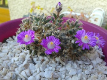 Trichodiadema densum