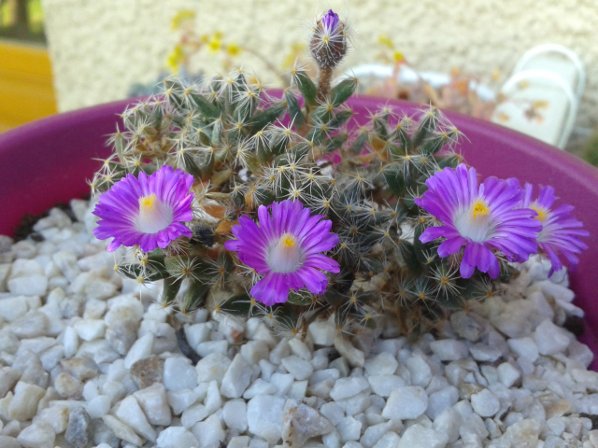 Trichodiadema densum