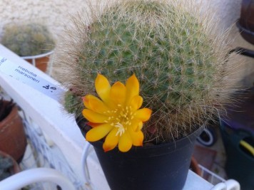 Rebutia marsoneri jaune