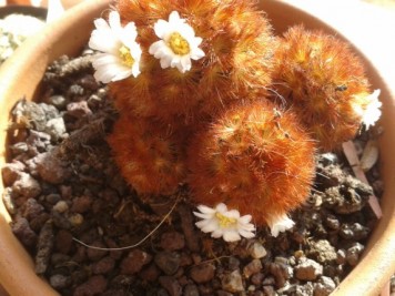 Mammillaria carmenae var. rufispina