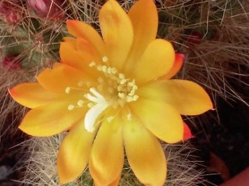 Rebutia marsoneri jaune