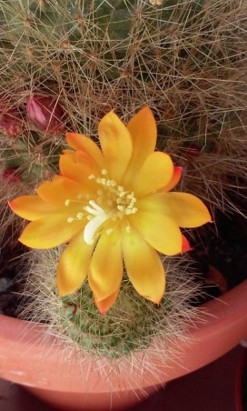 Rebutia marsoneri jaune