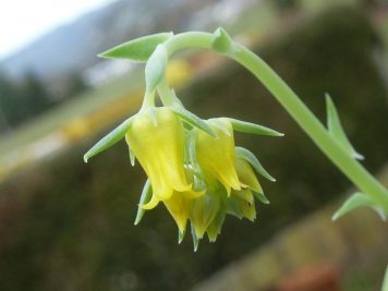 Echeveria pulidonis