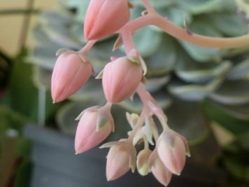 Echeveria Lilacena