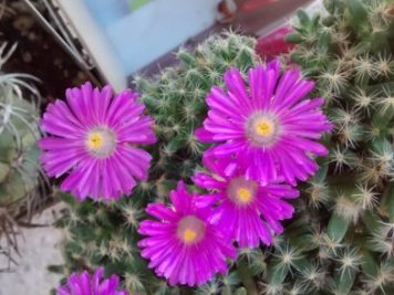 2019-05-22 Trichodiadema densum