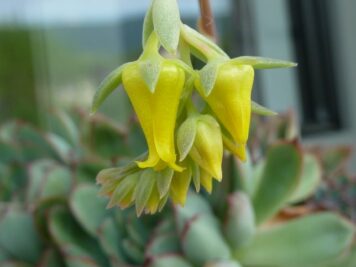 2023-05-17 echeveria pulidonis