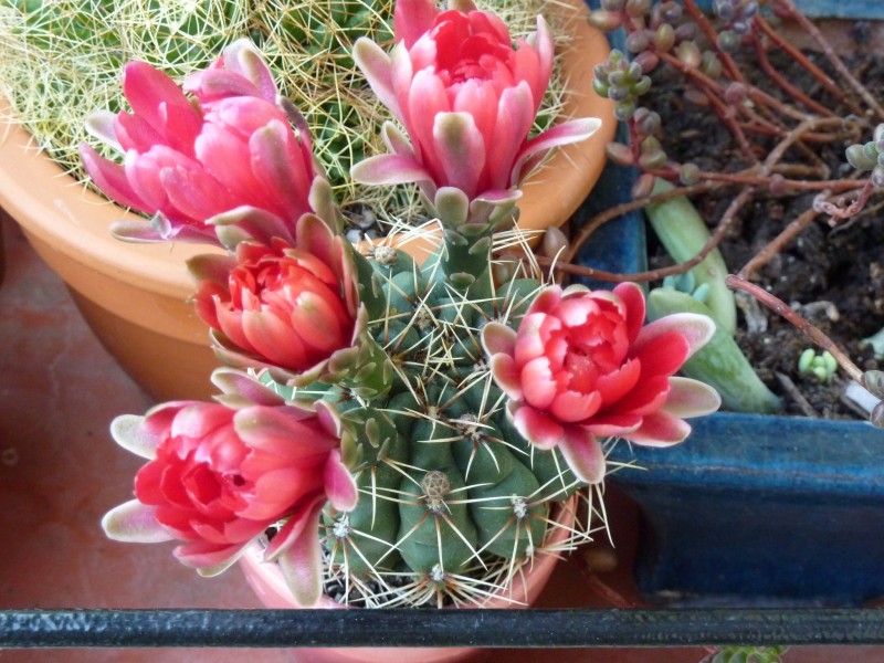 Gymnocalycium Baldianum