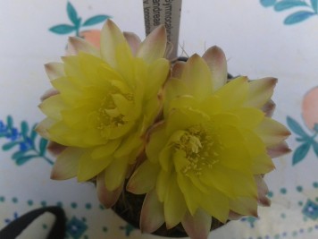 Gymnocalycium andreae longispinum