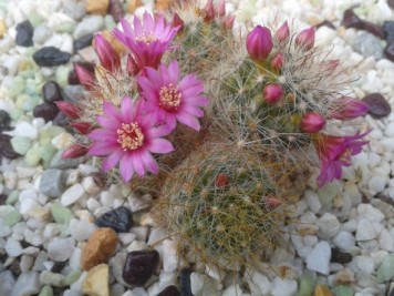 Mammillaria zeilmanniana