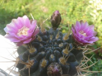 Gymnocalycium neuhuberi