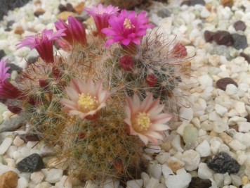 Mammillaria zeilmanniana