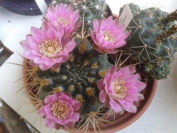 Gymnocalycium neuhuberi