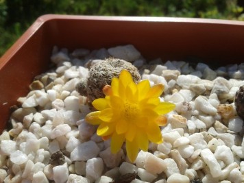 Sulcorebutia langeri