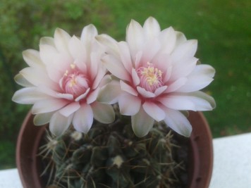 Gymnocalycium -Baldianum-rose