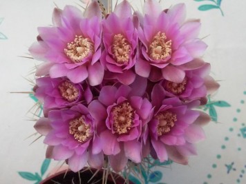 Gymnocalycium neuhuberi