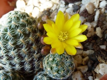 Sulcorebutia langeri