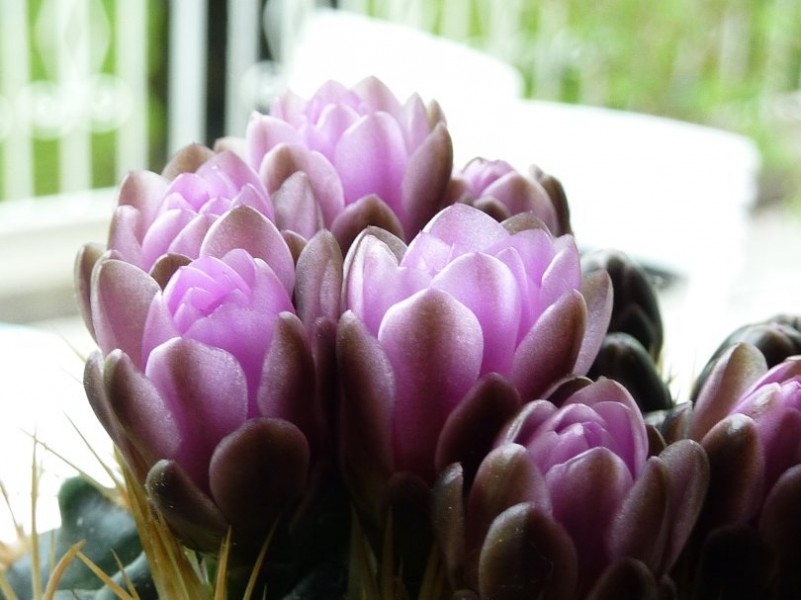 Gymnocalycium neuhuberi