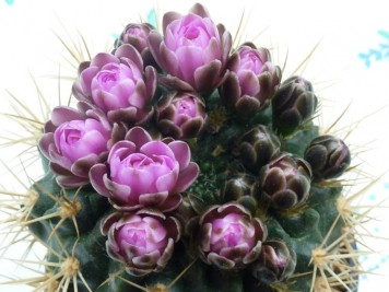 Gymnocalycium neuhuberi