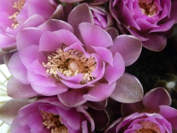 Gymnocalycium neuhuberi