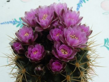 Gymnocalycium neuhuberi