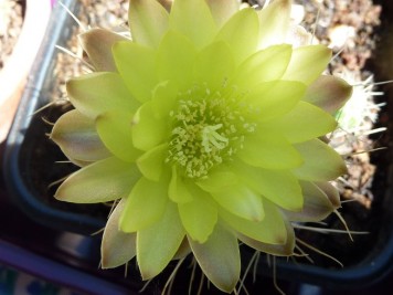 Gymnocalycium andreae longispinum