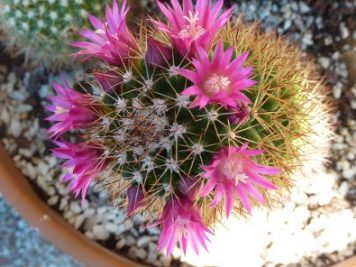 Mammillaria backebergiana