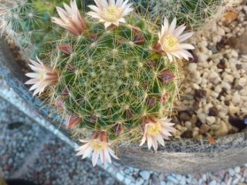 Mammillaria-zeilmanniana-