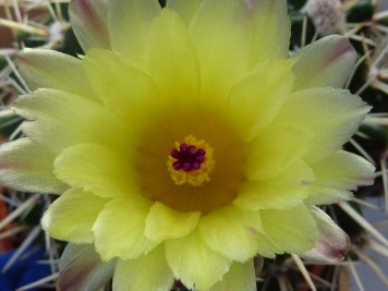 Notocactus submammulosus