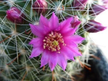 Mammillaria zeilmanniana