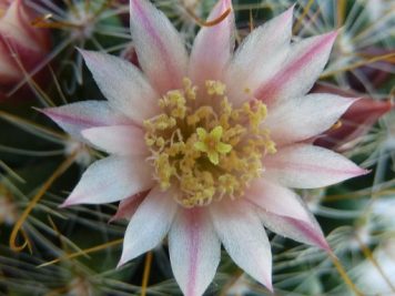 Mammillaria zeilmanniana