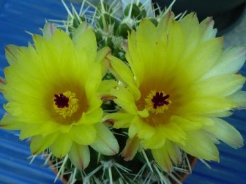 Notocactus submammulosus