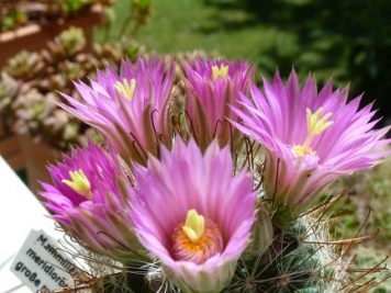 Mammillaria meridiorosei W DC531